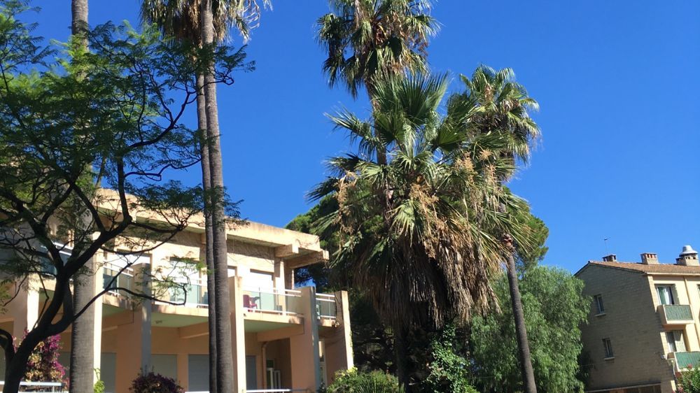 Toulon - Hyères - taille douce- élagage palmier avant - 2020 - H200024 - 1.jpg
